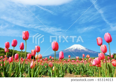 春天的藍天和郁金香領域和富士山 65314013
