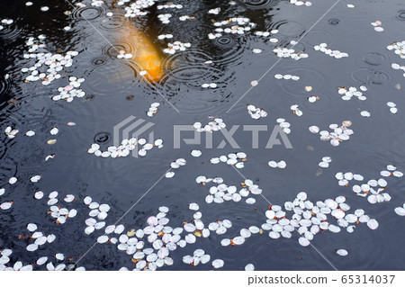 在池塘上毛毛雨的花的漣漪 在池塘上毛毛雨的花的漣漪 65314037