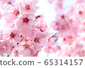 櫻桃樹 65314157