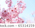 櫻桃樹 65314159