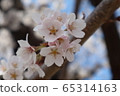 櫻桃樹 65314163