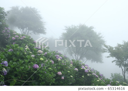 Mist Hydrangea Mountain Mist Hydrangea Mountain 65314616