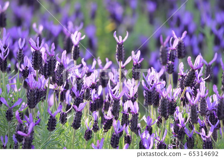 Early summer flower garden French lavender Early summer flower garden French lavender 65314692
