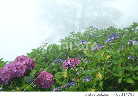 Mist Hydrangea Mountain 65314796