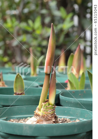 Germination of amaryllis bulbs 65315043