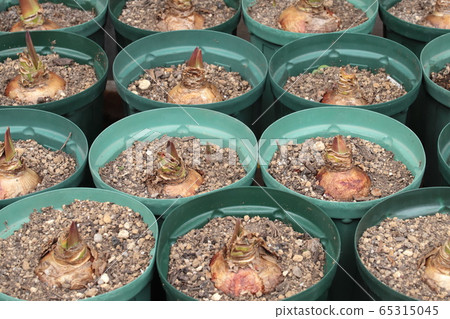 Germination of amaryllis bulbs 65315045