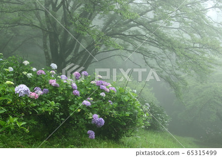 Mist Hydrangea Mountain 65315499