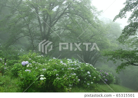 Mist Hydrangea Mountain 65315501
