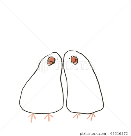 兩隻天鵝鳥依nest在白色背景上(無文本 兩隻天鵝鳥依nest在白色背景上(無文本 65316372