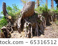 Tree root 65316512