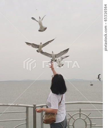 女人餵海鷗 65316564