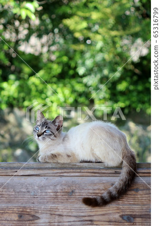 About white cat 65316799