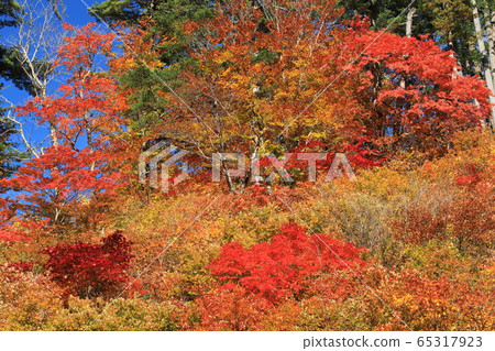 秋渡谷 秋渡谷 65317923