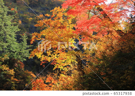 秋渡谷 65317938