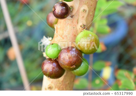 Jaboticaba：拍攝地點沖繩 65317990