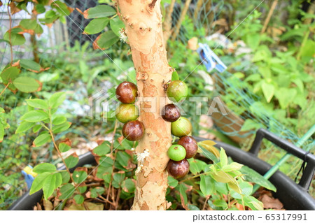 Jaboticaba:拍攝地點沖繩 Jaboticaba:拍攝地點沖繩 65317991