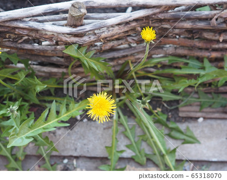 Spring background.A corner of the garden with a yellow dandelion near a low fence of wattle. 65318070