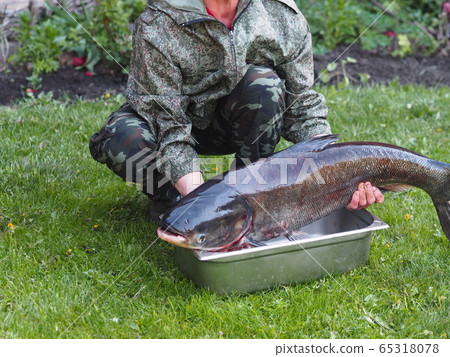 Russian rivers.Big fish white Cupid in the hands of a fisherman 65318078