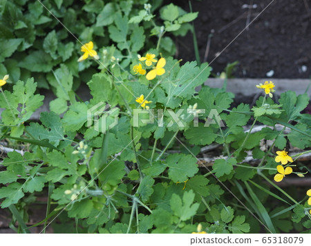 Yellow flowers of celandine plant in spring bloom in the forest. Wild healthy medicinal herbs 65318079