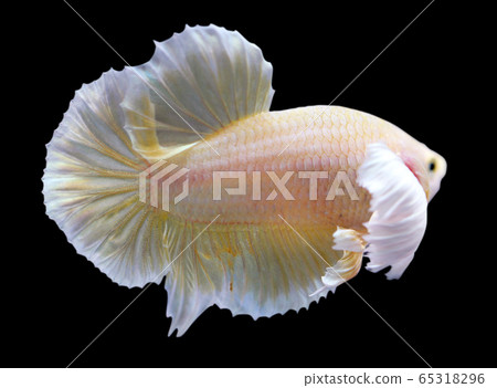Betta Super Gold Dumbo Ear HMPK Halfmoon Plakat Male or Plakat Fighting Fish Splendens Betta Super Gold Dumbo Ear HMPK Halfmoon Plakat Male or Plakat Fighting Fish Splendens 65318296