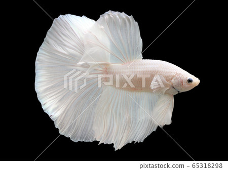 Betta White Platinum HM Halfmoon Male or Plakat Fighting Fish Splendens Betta White Platinum HM Halfmoon Male or Plakat Fighting Fish Splendens 65318298