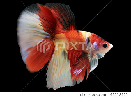 Betta Nemo HM Halfmoon  Male or Plakat Fighting Fish Splendens 65318301
