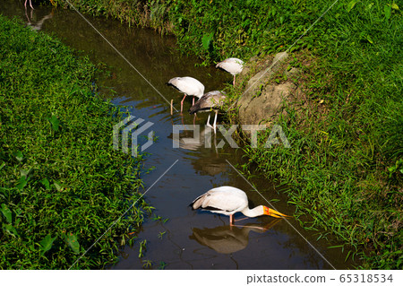 A flock of milk stork is hunting in a pond. A flock of milk stork is hunting in a pond. 65318534