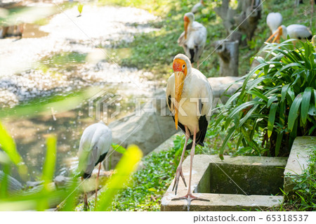 A flock of milk storks sits on a green lawn in a A flock of milk storks sits on a green lawn in a 65318537