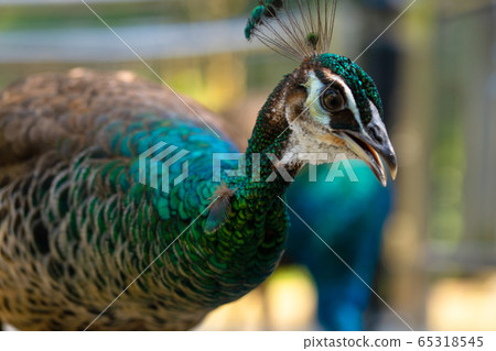 Beautiful manicured peacock in the park, closeup Beautiful manicured peacock in the park, closeup 65318545