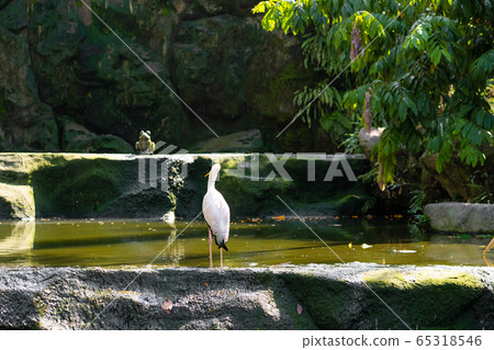 A flock of milk stork is hunting in a pond. 65318546
