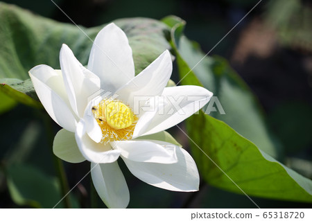 White lotus flower with bee under sunlight  65318720
