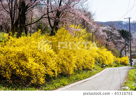 新得櫻花 新得櫻花 65318781