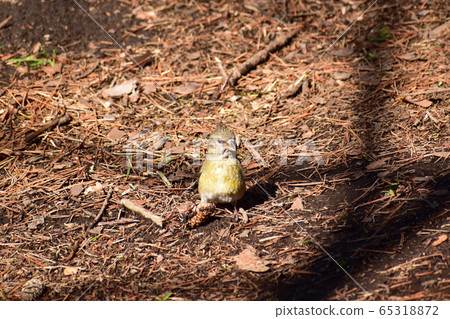 Isca descended to the ground Isca descended to the ground 65318872