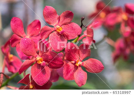 Orchid flower in orchid garden at winter or spring day for beauty and agriculture design. Orchid flower in orchid garden at winter or spring day for beauty and agriculture design. 65318997