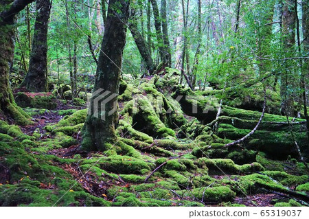 苔蘚森林 65319037