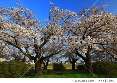 春季展覽獲獎櫻花 65319169