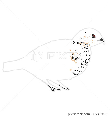 雷鳥,女性(冬季版本) 雷鳥,女性(冬季版本) 65319536