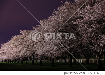 Cherry trees at full bloom 65319613