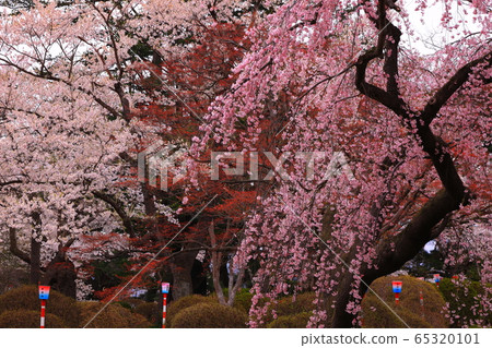 Mizusawa Park in spring 65320101