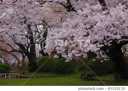 Mizusawa Park in spring 65320110