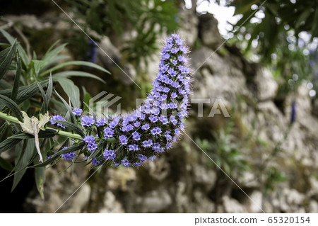 Exotic purple flower 65320154