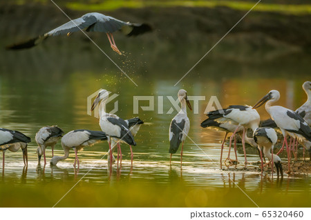 The lock of Anastomus oscitans or Asian open bill stork, local bird walking around water reservoir and looking for shell food with warm sunlight in early morning background. The lock of Anastomus oscitans or Asian open bill stork, local bird walking around water reservoir and looking for shell food with warm sunlight in early morning background. 65320460