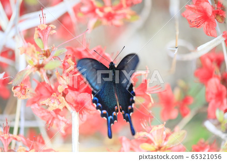 長尾燕尾蝴蝶和紅色杜鵑花 長尾燕尾蝴蝶和紅色杜鵑花 65321056