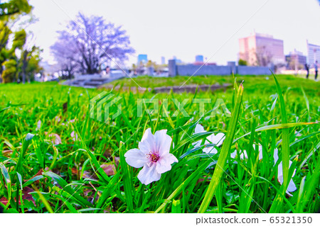 Fallen cherry blossoms are also dead Fallen cherry blossoms are also dead 65321350