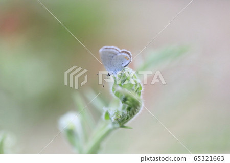 Small cute butterfly Small cute butterfly 65321663