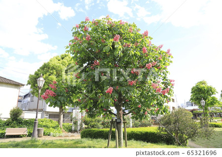 Safflower flower 65321696