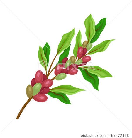 Coffea Plant Branch with Ripe Edible Fruits and Green Leaves Vector Illustration Coffea Plant Branch with Ripe Edible Fruits and Green Leaves Vector Illustration 65322318