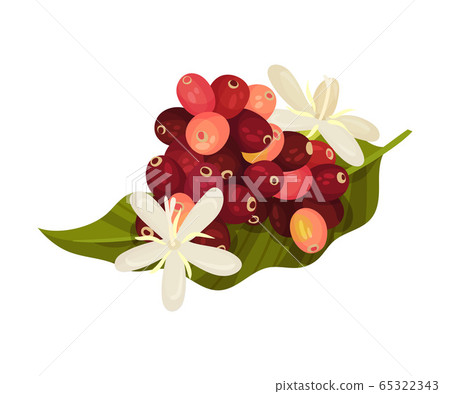 Coffea Plant Green Leaf with Ripe Edible Fruits and Blooming Flowers Vector Illustration Coffea Plant Green Leaf with Ripe Edible Fruits and Blooming Flowers Vector Illustration 65322343