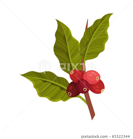 Branch of Coffea Plant with Ripe Edible Fruits and Green Leaves Vector Illustration Branch of Coffea Plant with Ripe Edible Fruits and Green Leaves Vector Illustration 65322344