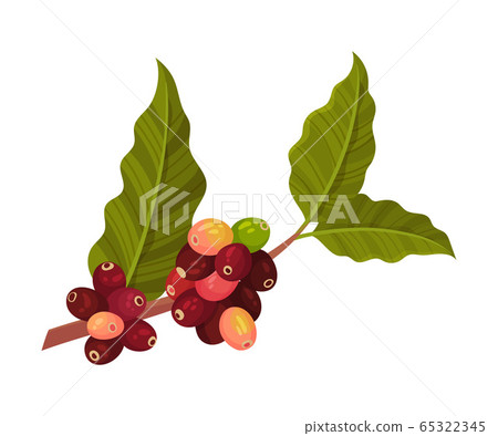 Branch of Coffea Plant with Ripe Edible Fruits and Green Leaves Vector Illustration 65322345